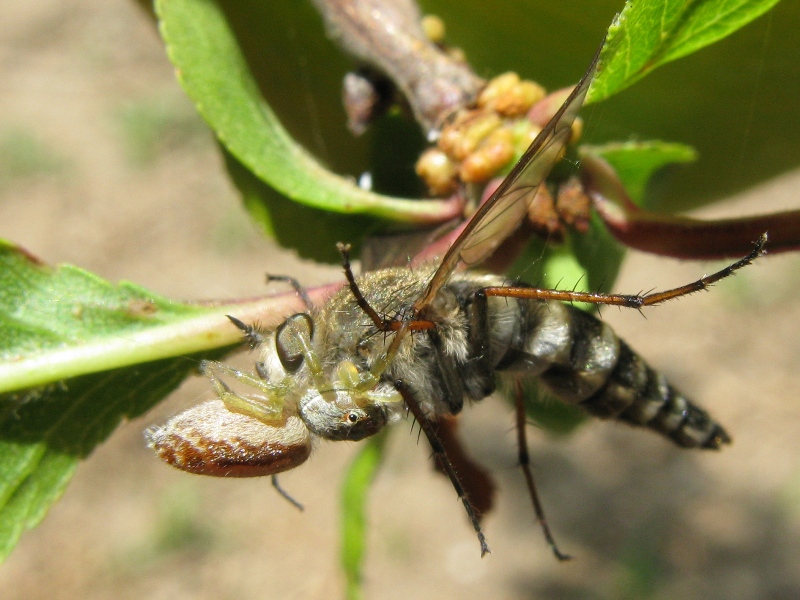 Altro therevidae ?